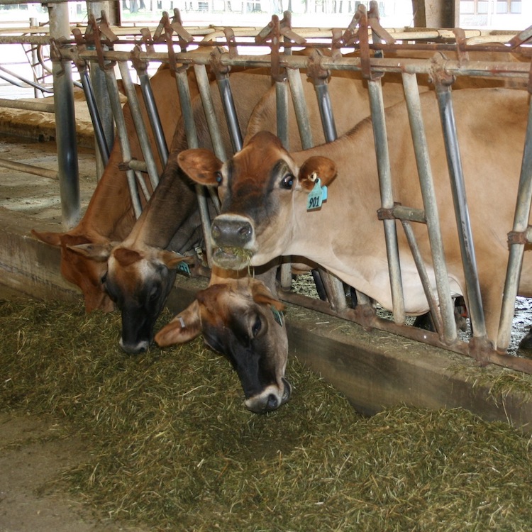 FSA accepting applications for Dairy Margin Coverage